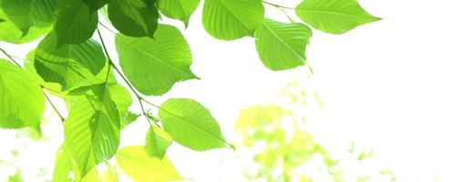 ヘアバースサプリプレミアム Hairbirth販売サイトへ